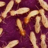 سم پاشی، سمپاشی سوسک، ساس، بید فرش، کنه کبوتر