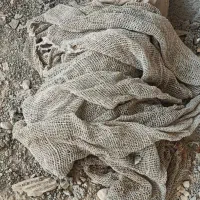 گنی نخی