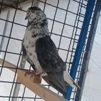 کبوتر