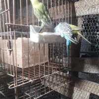 مرغ عشق عروس فنج|پرنده|خشکبیجار, |دیوار