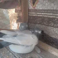 جوجه کله دم سبز کاکول یک عدد