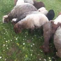 ۱۳عدد بره و سه عدد قوچ