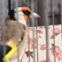 سهره زیبا خوش رخ جوجه قفس