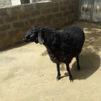 بره قوچ همو