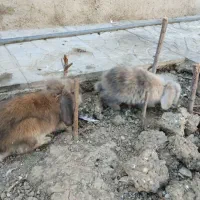 خرگوش لپ|موش و خرگوش|فسا, |دیوار