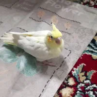 جوجه عروس هلندی|پرنده|مشهد, شهید قربانی|دیوار