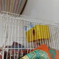 مرغ غشق|پرنده|بزینه رود, |دیوار