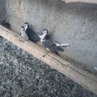 کبوتردمگیر|پرنده|برخوار, |دیوار