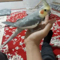 عروس هلندی با صدای قشنگ میخونه
