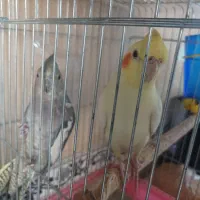 جفت عروس هلندی مولد|پرنده|پاکدشت, پاکدشت (مامازند)|دیوار