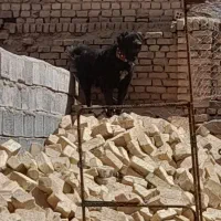 قدرجونی نر