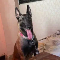 مالینویز ماده بادوتا توله