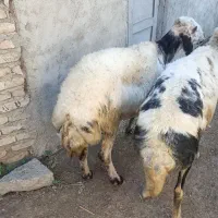 2راس میش آبستن پلنگی|حیوانات مزرعه|سیمین شهر, |دیوار