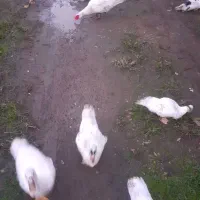 تخم اردک اسرائیلی نطفه دار