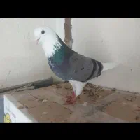 کفتر پرشی بعدازظهری