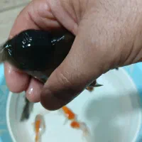 ماهی گلدفیش|ماهی|مشهد, طرق|دیوار