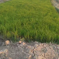 چلتوک