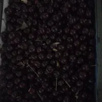 آلبالو