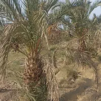 جونگ فروشی جاگردونی و کوچیک|گل و گیاه طبیعی|نرماشیر, |دیوار