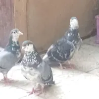 کبوتر گلین. قصری سینه دار  پور گل|پرنده|اصفهان, پوریای ولی|دیوار