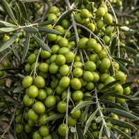 خرید نهال زیتون با هدیه ویژه زمان محدود