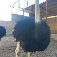 ۴ خانواده شترمرغ مولد|حیوانات مزرعه|مشهد, ادیب نیشابوری (شهرک غرب)|دیوار