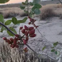 زمین کشاورز باغ پسته