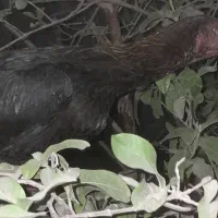 فروش مرغ . ۳تا ماده مرغ و ی خروس هنوز اذان نمیگه