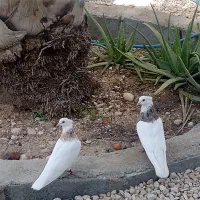 یه جفت کبوتر درجه یک شهر گله دار