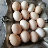 تخم مرغ لاری نطفه دار