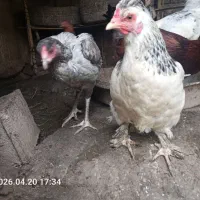 مرغ|حیوانات مزرعه|مینودشت, |دیوار