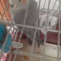 عروس هلندی ماده آماده کار داده صحیح و سالم|پرنده|پاکدشت, پاکدشت (مامازند)|دیوار