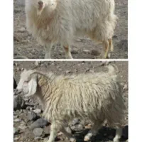 پوست کرکی بز و کهره