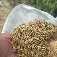 برنج طارم فریدونکنار کشت دوم خرید مستقیم از کشاورز|خوردنی و آشامیدنی|فریدونکنار, |دیوار