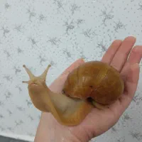 حلزون آچاتینا البینو