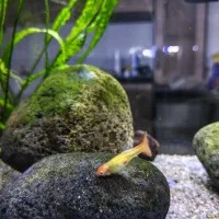 گوپی کوی و فول رد و گیاه خزه کریسمس آکواریوم