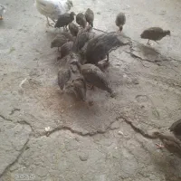 مرغ شاخدار