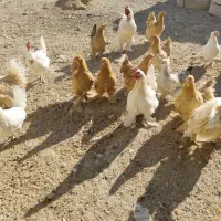 فروش ۲۰ عدد مرغ برهما