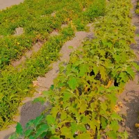 فروش گوجه و رب خانگی