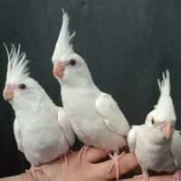 طوطی کوکاتیل رام سخنگو|پرنده|رشت, نامجو|دیوار