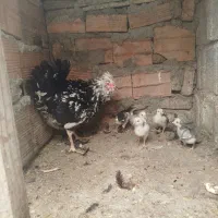 مرغ و خروس و نیمچه گلین فول