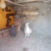 کبوتر|پرنده|پارود, |دیوار