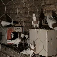 فروش پرنده طوقی یک دست