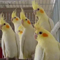 دوعدد عروس معاوضه با قناری