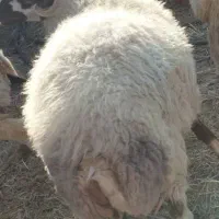 قوچ و بره گوشتی ،