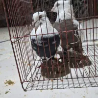 کبوتر دمی اصل|پرنده|یاسوج, |دیوار