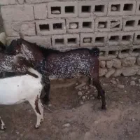 نری|حیوانات مزرعه|بندرعباس, |دیوار