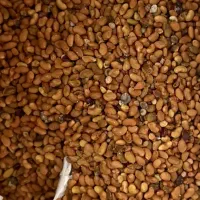 بذر یونجه همدانی