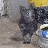 سگ پشمالو|سگ|هامون, |دیوار