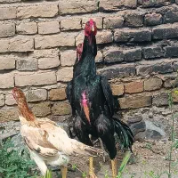 تخم مرغ لاری اوشامو یه تیغ مشکی